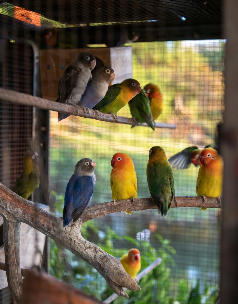 agapornis