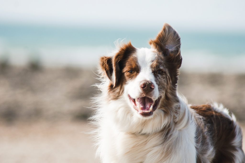 Perro Border collie marrón